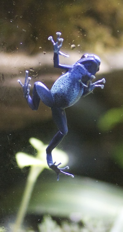 Climbing the glass