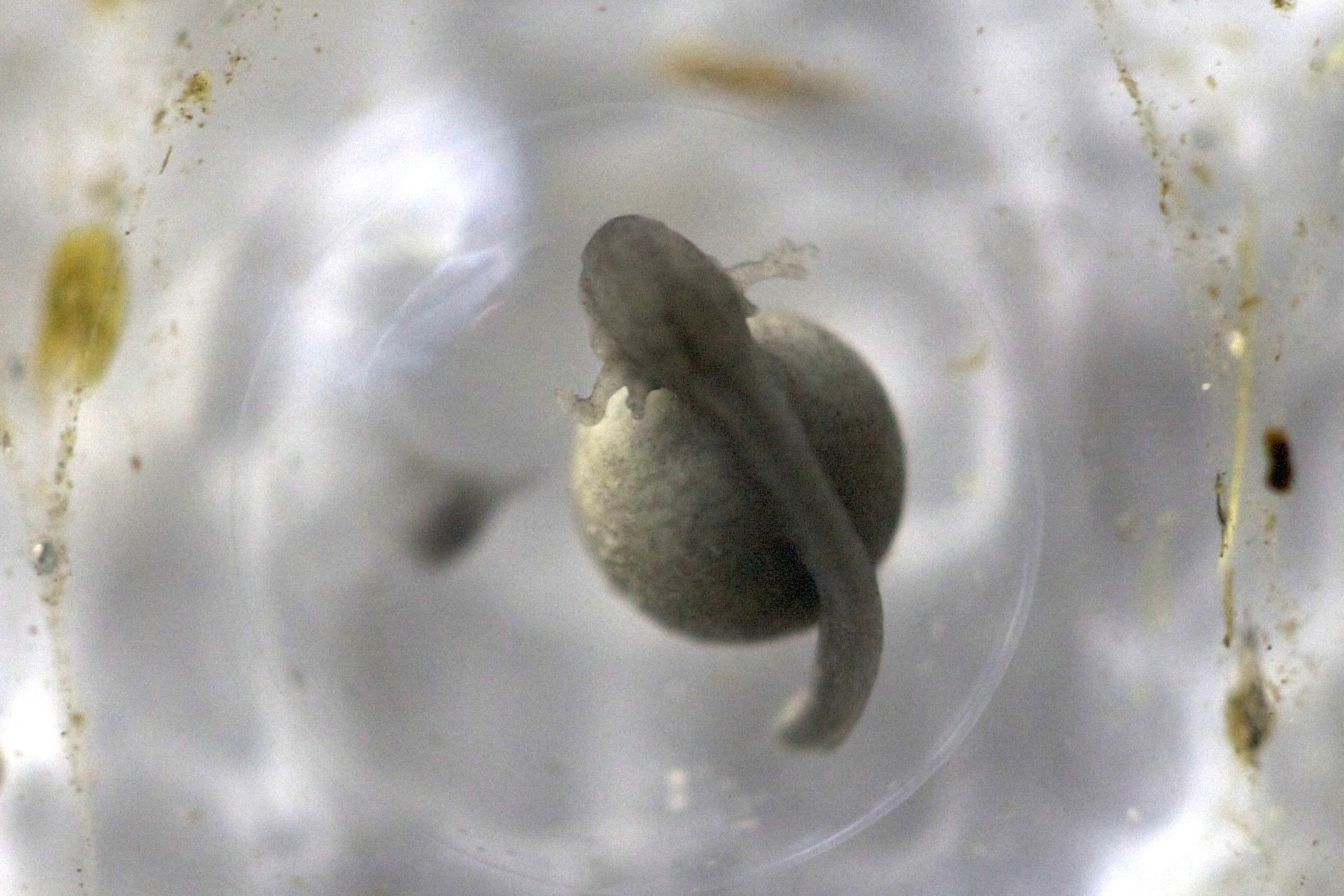 Dendrobates tinctorius Azureus dart frog breeding and egg development