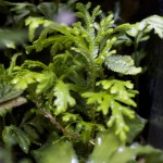 Selaginella-Plana_0005-2