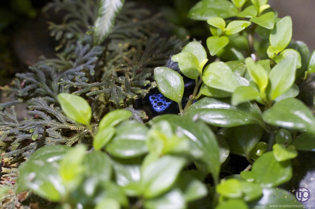 azureus-20130221-feedingFemale_1431sm