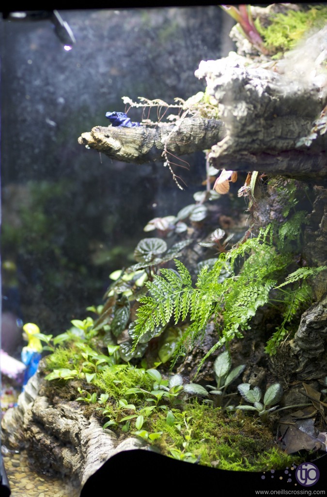 azureus-20131022_5107