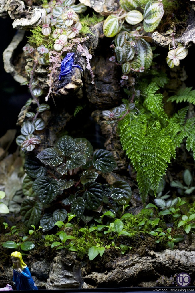 azureus-20131022_5114