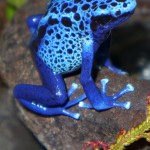 azureus-female-P1000977