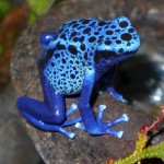 azureus-female-P1000978