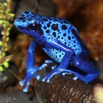 azureus-female-P1000980