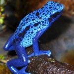 azureus-male-P1000983