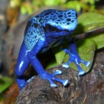 azureus-male-P1000987