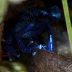 azureus-male-toes-P1000975