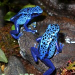 azureus-pair-P1000989
