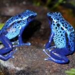 azureus-pair-P1000992
