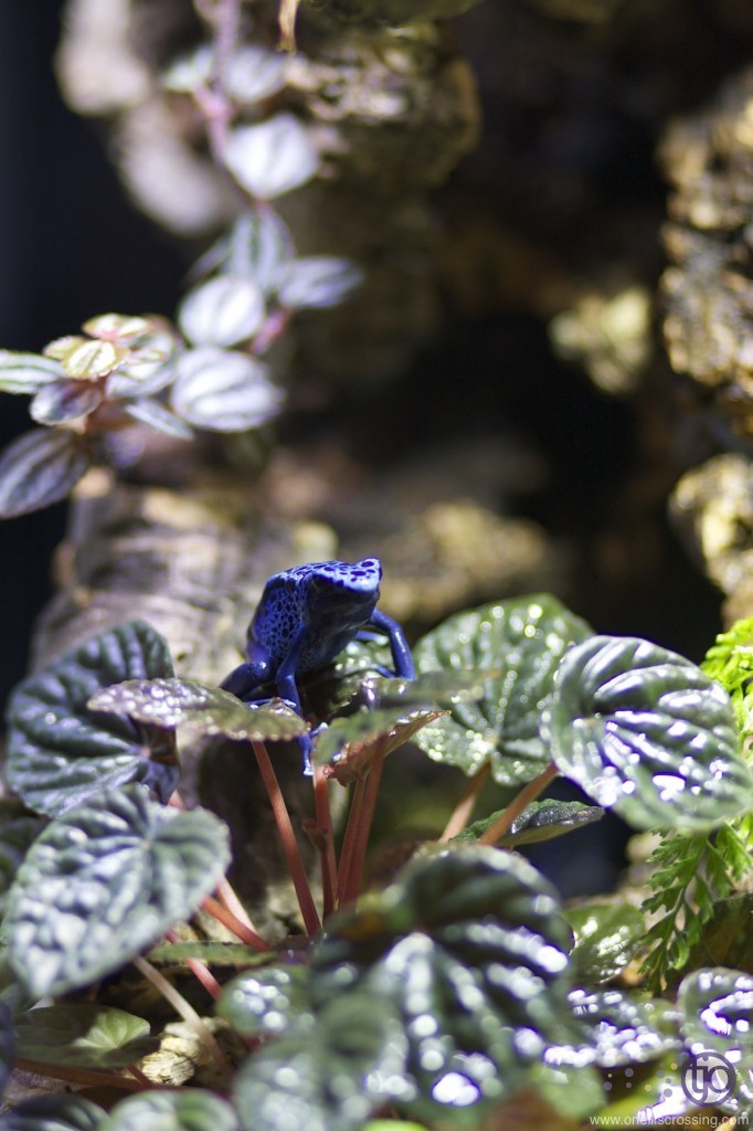 azureus_5086