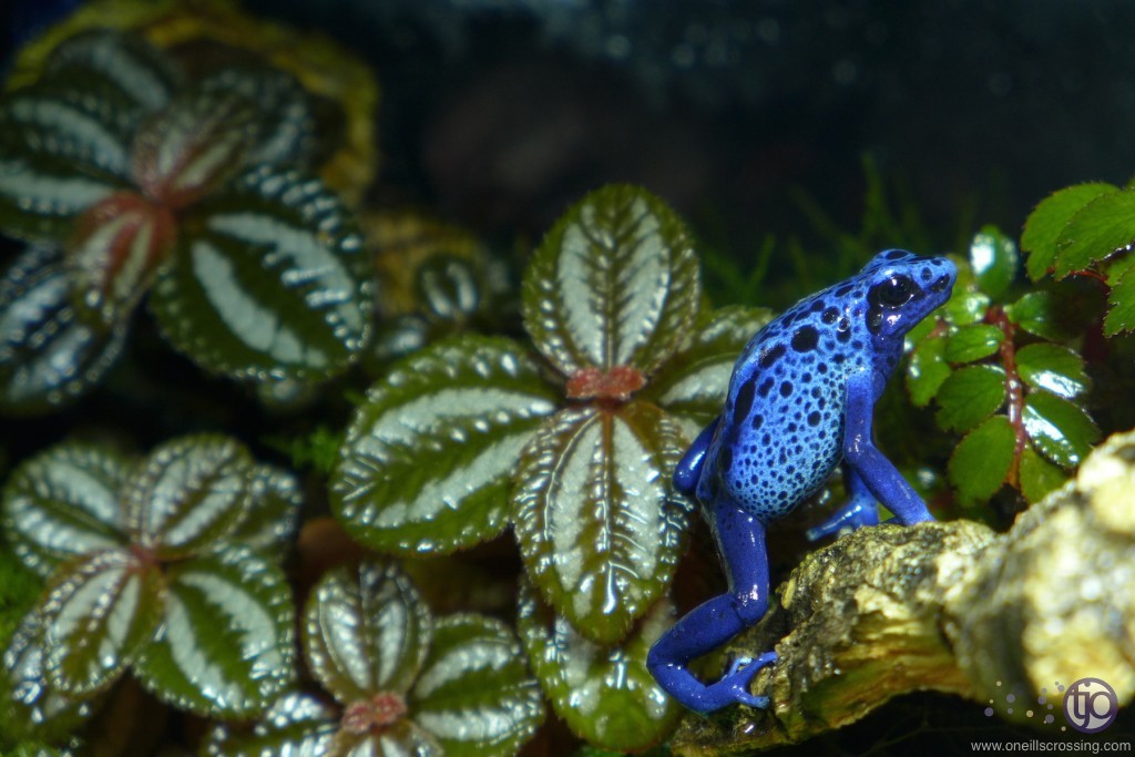 azureus_P1020744