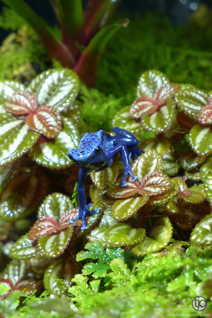 azureus_P1020749