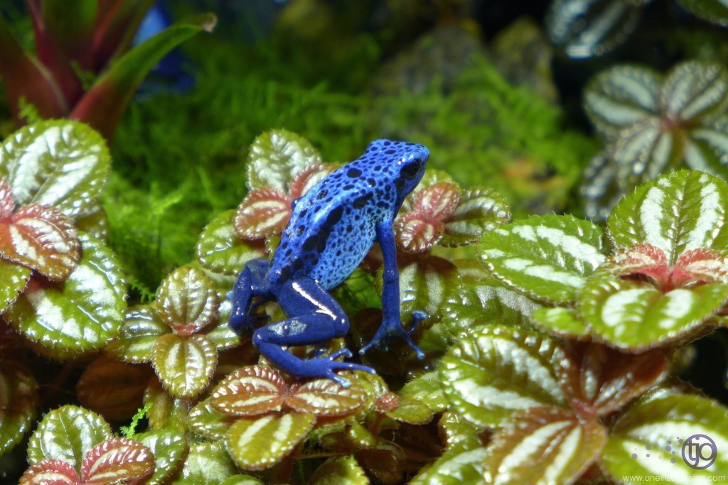 azureus_P1020750