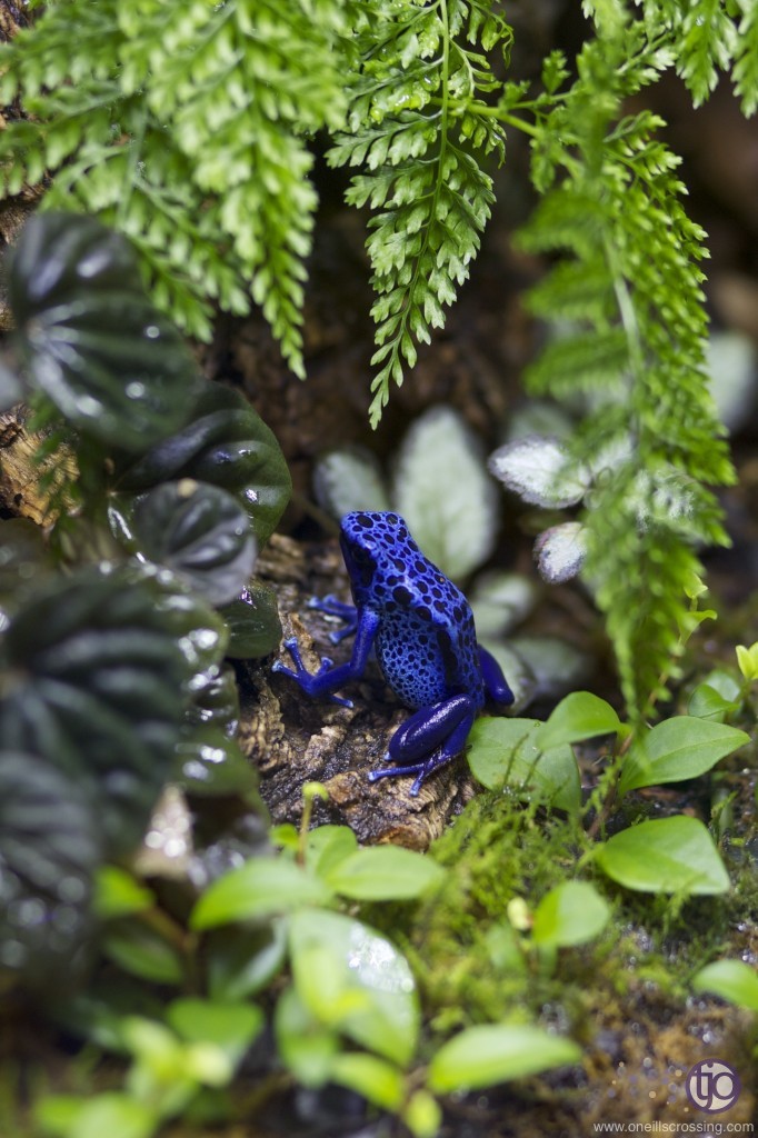 joneill809-azureusFemale_5064