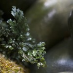 plants_Bolbitis-heteroclita_0003 3