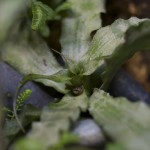 plants_Cryptanthus-acaulis_0896