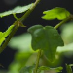 plants_Ficus-pumila-varQuercifolia