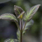 plants_Gloxinella-lindeniana_0894