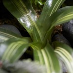 plants_Neoregelia-sp-Zoe_0905