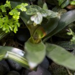 plants_Neoregelia-sp_0912
