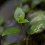 plants_Peperomia-trinervula_0899