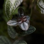 plants_Pilea-involucrata-Friendship_0900