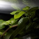 plants_Pilea-sp-CreepingCharlie_0903