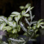 plants_Pteris-ensiformis-Evergemiensis_0895