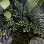 plants_Selaginella-erythropus_0909