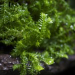 plants_Selaginella-kraussianaGT _0002 2