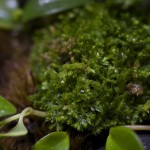 plants_Selaginella-kraussiana_brownii_0003-2