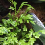 plants_Selaginella-moellendorfii-Jori_0856