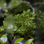 plants_Selaginella-sp2_0004 2