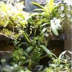 viv-LYR_0123