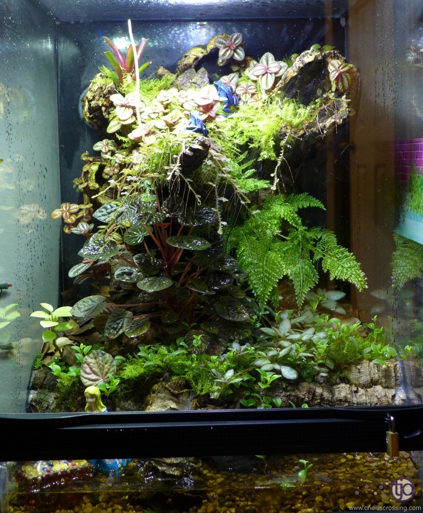 viv-azureus-2014-01.P1020419