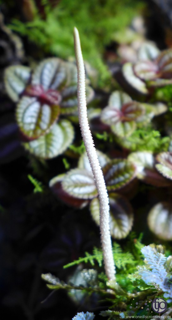viv-azureus-2014-01.Peperomia_caperataFlower.P1020292sm
