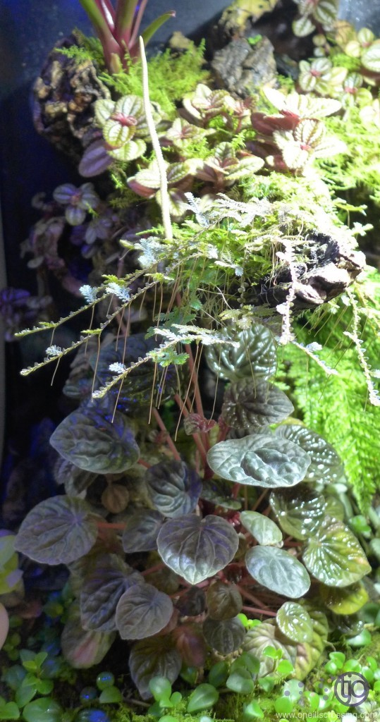viv-azureus-2014-01.Peperomia_caperataFlower.P1020293sm