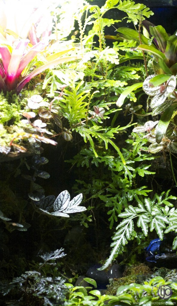 viv-azureus-FTS-Feb2013_1345-sm