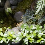 viv-azureus-Peperomia_trinervula-20130124-frontTop_1324-sm