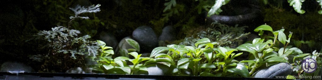 viv-azureus-Peperomia_trinervula-20130124-front_1327