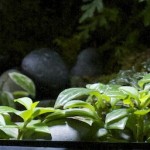 viv-azureus-Peperomia_trinervula-20130124-front_1327-sm