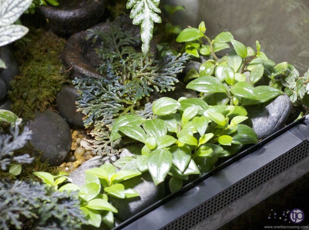 viv-azureus-Peperomia_trinervula-20130124-left_1329