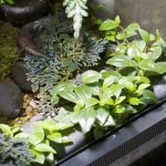 viv-azureus-Peperomia_trinervula-20130124-left_1329-sm