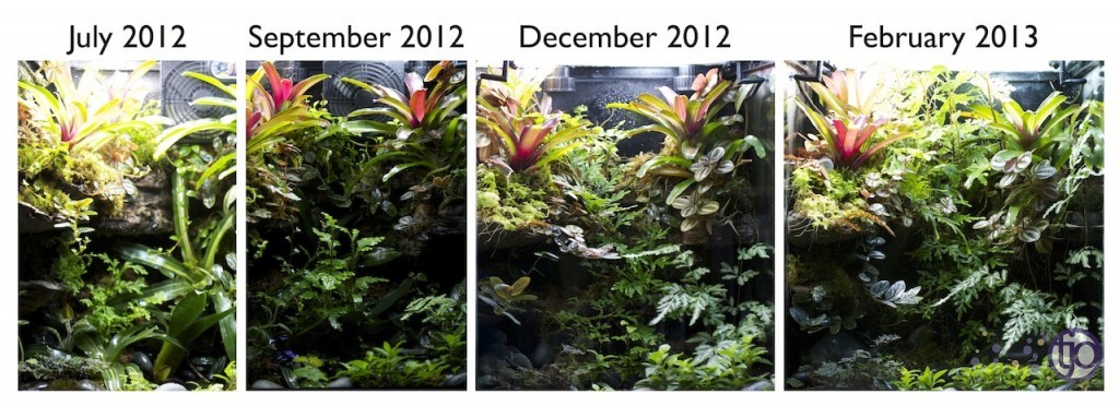 viv-azureus-planaGrowthTS-sm