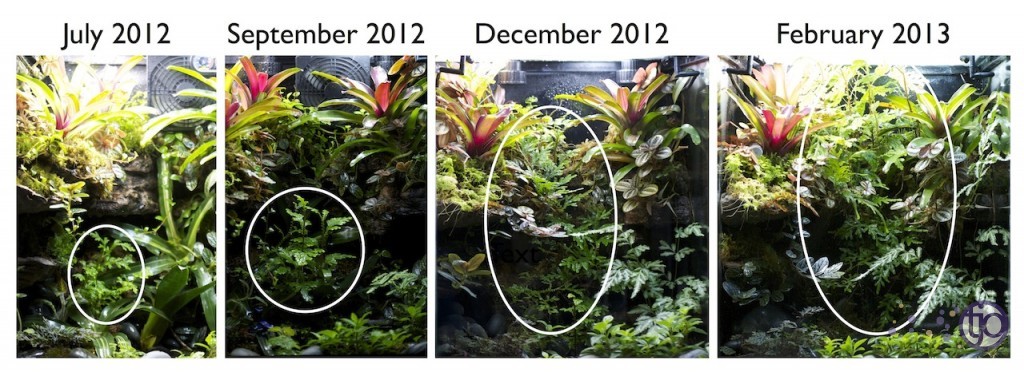 viv-azureus-planaGrowthTShighlights-sm
