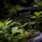 viv-foreground-20120916_0655