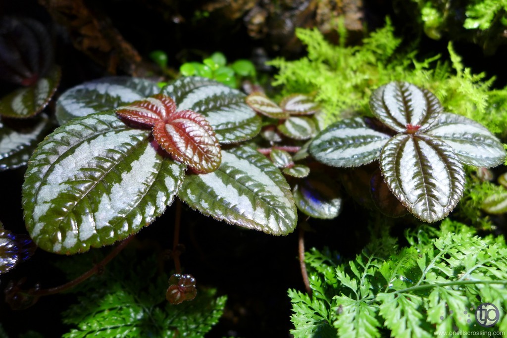 viv-lorenzo-2014-01.P1020285_Pilea_involucrata_Friendship-sm