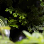 viv-midground-20120916_0653
