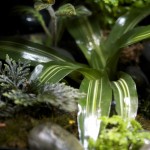 viv-plants_0007 2
